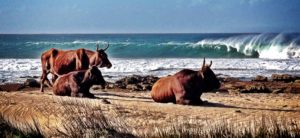 wild coast south africa accommodation protea ridge