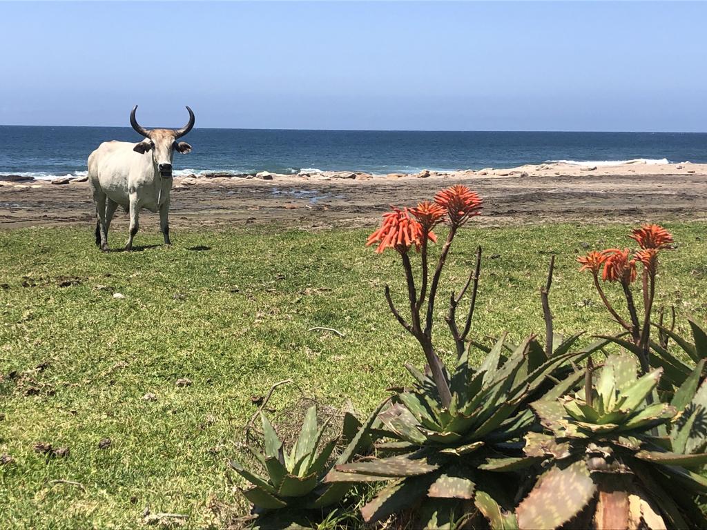 Protea Ridge Hiking