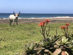 wild coast south africa accommodation protea ridge