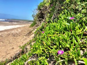 wild coast south africa accommodation protea ridge