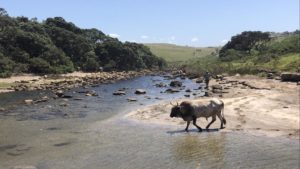 wild coast south africa accommodation protea ridge