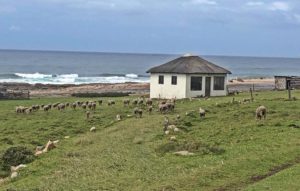 wild coast south africa accommodation protea ridge