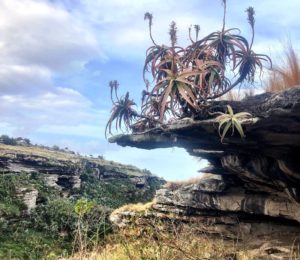 Hiking and Trail Running Protea Ridge