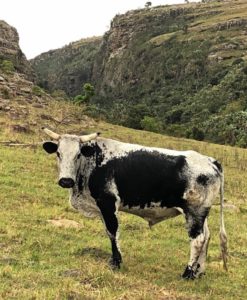 Protea Ridge Hiking