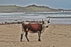 wild coast south africa accommodation protea ridge