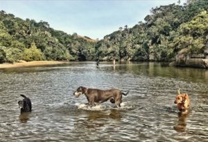 Protea Ridge River