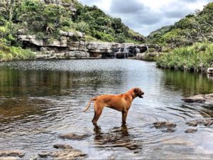 Protea Ridge Hiking