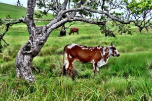 wild coast south africa accommodation protea ridge