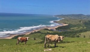 wild coast south africa accommodation protea ridge