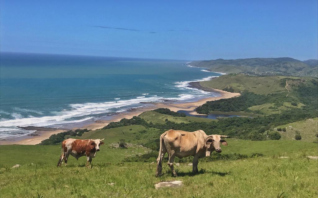 Protea Ridge Hiking