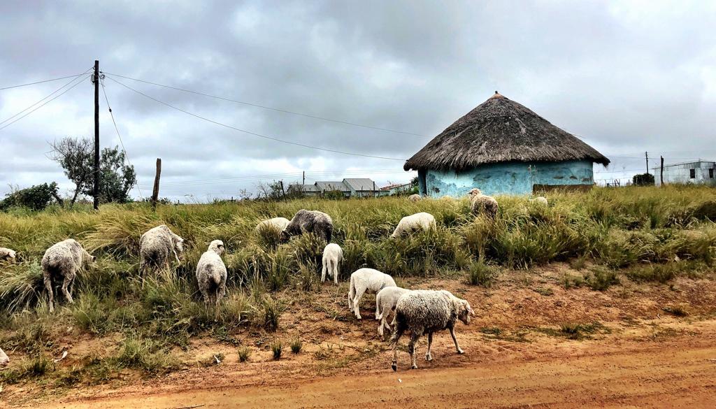 Protea Ridge Culture