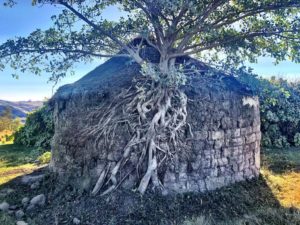 Protea Ridge Culture