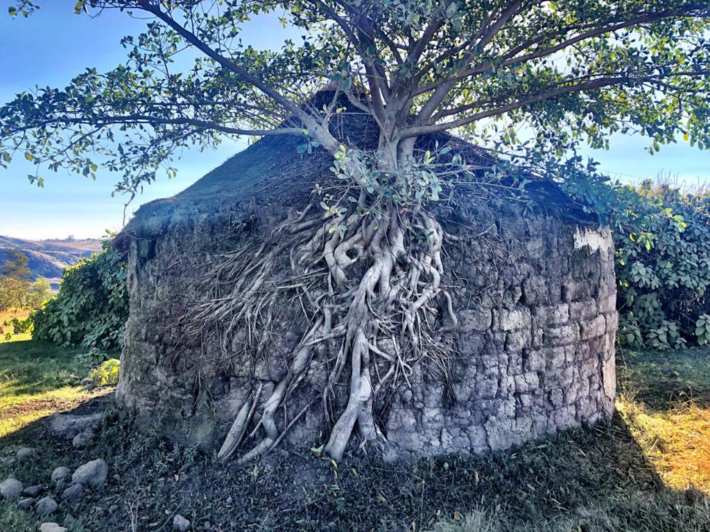 Protea Ridge Culture